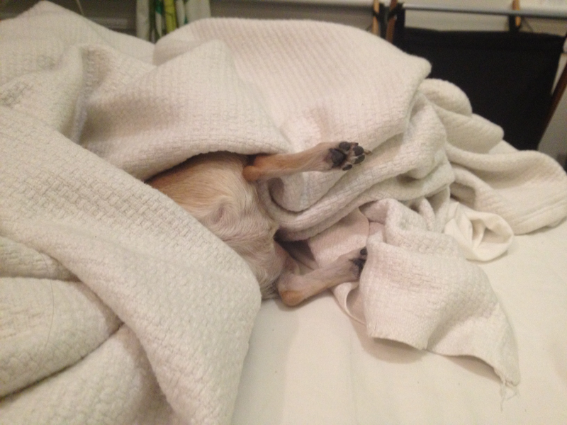 Illustration for article titled This is all I've seen of Terrance the Dog for the past few hours.